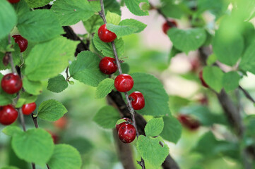 赤く熟したユスラウメの実