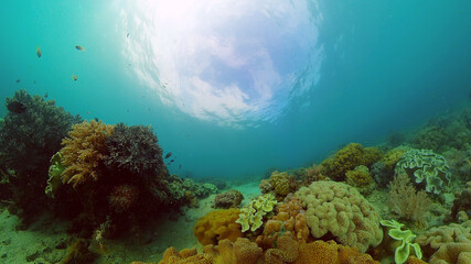 Reef Coral Tropical Garden. Tropical underwater sea fish. Colourful tropical coral reef. Philippines.