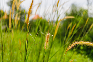 roadside grass flowers