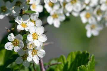 Obraz na płótnie Canvas Close-up branch blooming with white flowers of cherry or pear on blurred natural green background. Flowering trees in spring or future garden crop. Botanical photo or delicate outfit of garden trees.