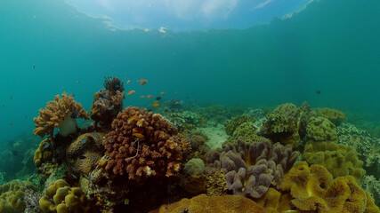 Beautiful underwater landscape with tropical fish and corals. Hard and soft corals, underwater landscape. Travel vacation concept. Philippines.
