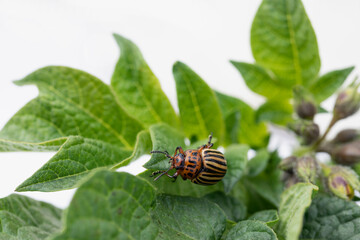 Colorado beetle eats green potato leaves