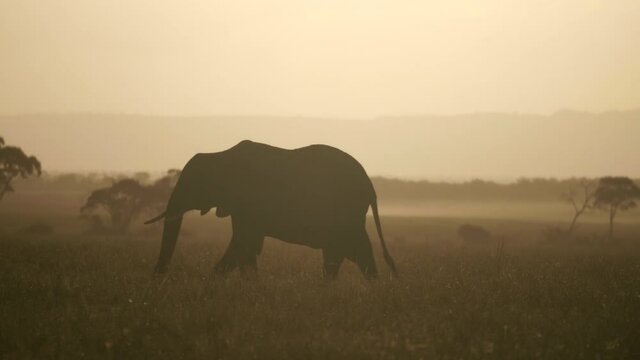 Silhouette Elephant grazes across the savanna at sunrise. 