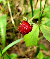 strawberry in the grass