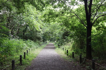 footpath in the woods