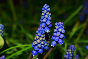 Close-up of Grape hyacinth on dark green leaves and black background, beautiful flowers gowthing in spring garden in UK.  Natural spring flowers background.