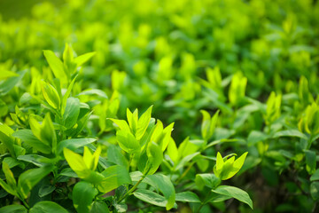Green bush growing in spring park