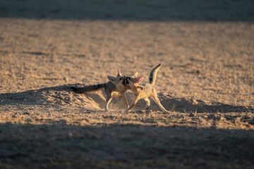 CAPE FOX
