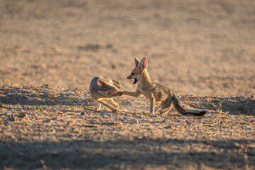 CAPE FOX