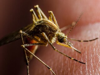 Encephalitis, Yellow Fever, Malaria Disease or Zika Virus Infected Culex Mosquito Parasite Insect Macro on Dark Background