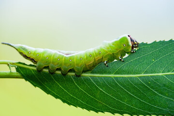 Cerura Vinula or Puss Moth Caterpillar on Green Background Macro