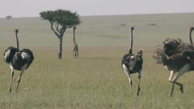 Ostriches run through the grasslands. 