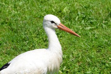 Portrait of a stork in the wild on a background of green grass near the lake. Birds and wild bird watching in nature.