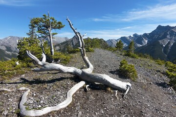 Dry Dead Tree Branch and Mountain Ridge Hiking Trail Landscape on a clear sunny day Kananaskis Country, Alberta Foothills of Canadian Rockies