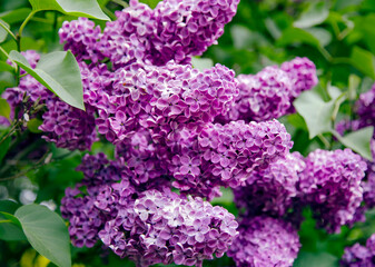 Purple lilac flowers blooming in the spring garden. Springtime landscape with tender flowers