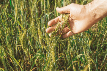 Wheat field with a farmer holding ears of rye in his hand. Wheat harvest on a summer sunny field. Agriculture, farming and growing bio eco food