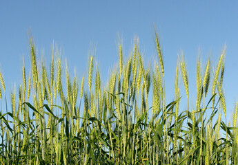  Wheat field background. Wheat harvest on a summer sunny field. Agriculture, rye farming and growing bio eco food concept