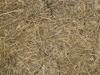 Hay. The texture of the cut grass.