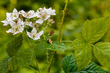 Rubus ulmifolius. Detail of the thorny branches, with leaves and flowers, of Blackberry.