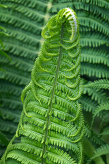 Fern in tropical jungle background. Fern leaves with a plant pattern. Natural plant tropical background.