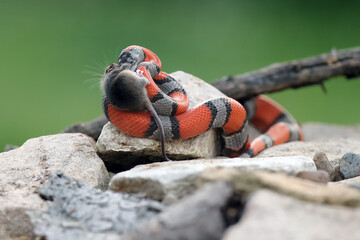 The gray-banded kingsnake (Lampropeltis alterna), sometimes referred to as the alterna or the Davis...