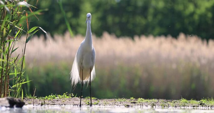 Portrait of a great egret in a pond