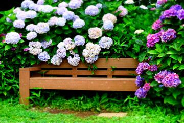 紫陽花と木のベンチ