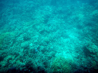 Fototapeta na wymiar Underwater view of swimming fish and algae