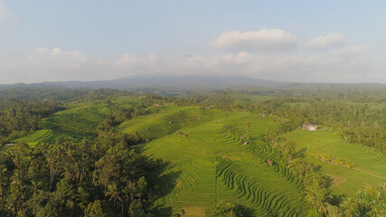 Fototapeta na wymiar aerial view green rice terrace and agricultural land with crops. farmland with rice fields agricultural crops in countryside Indonesia,Bali