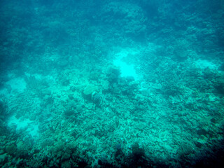 Underwater view of swimming fish and algae