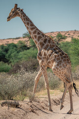 GIRAFFE 