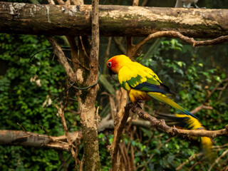 aratinga solstitialis from an animal shelter
