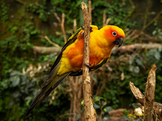 aratinga solstitialis from an animal shelter