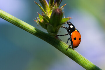 A Red Ladybug Slowly Climbing on a Plant © LiviuConstantin