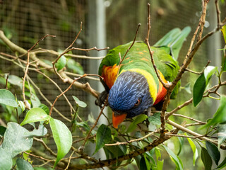 trichoglossus moluccanus of a shelter