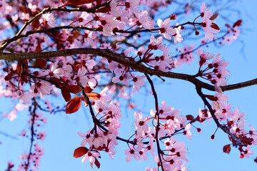 Pink Cherry blossom blooming on tree twig against blue sky background.  Natural spring flowers background.