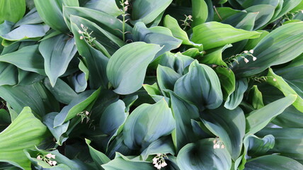 Obraz premium succulent foliage of frets top view natural background full frame, tropical summer emerald graphic resource, green leaves of spring flowers in rich fresh backdrop