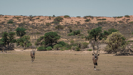 GEMSBOK