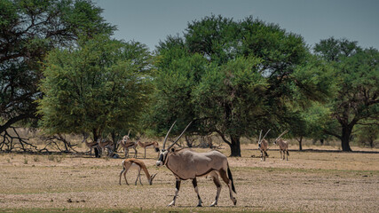 GEMSBOK
