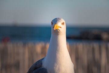 Seagull stands guard on the beach of south France beside sign that says the beach swimming is not...