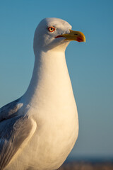 Seagull stands guard on the beach of south France beside sign that says the beach swimming is not...
