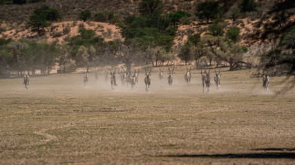 GEMSBOK