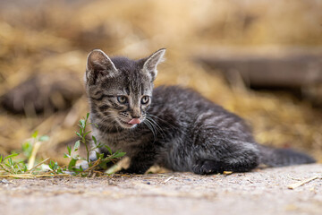 aufmerksames Kätzchen