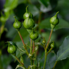 Unopened rosebuds, flowers, the beginning of flowering