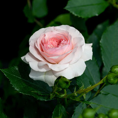 Rosebud close-up of different varieties on a green background