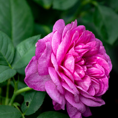 Rosebud close-up of different varieties on a green background