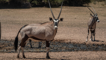 GEMSBOK