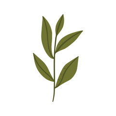 Fototapeta na wymiar Tea leaf plant icon vector illustration graphic design