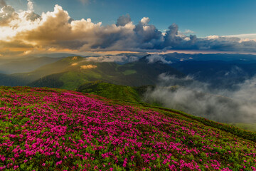 Fototapeta na wymiar Unique landscape of the Carpathians, Marmaros Massif, Mount Pip Ivan Marmarosky, Ukraine. A unique landscape of the Carpathians with a mass flowering of Rhododendron myrtifolium in beautiful sunlight.