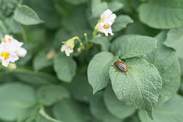 Colorado potato beetle pest 